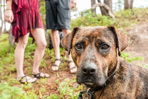 Young couple going for a swim with their dog a lake xkwx animal, caucasian, cheer, cheerful, colorado, couple, dog, ethnicity, female, feminine, happiness, happy, heat, joy, laughter, love, mountain town, mountains, nature, outdoor, outdoors, outside, people, person, small town, smile, summer, summer clothes, summer heat, summer time, together, warm, woman, woods, Crested Butte, United States, Thirties, Generation X, 30-35 Years Old, Two People, Male, White