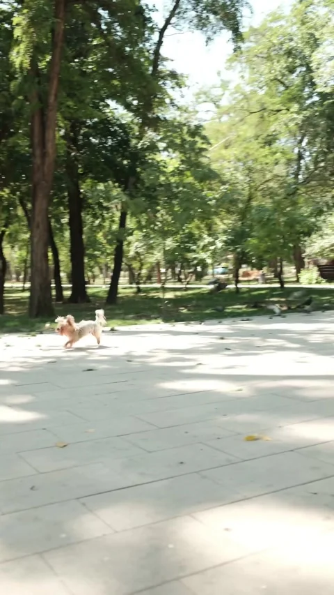 1785564994535460 Stock Footage 341080163