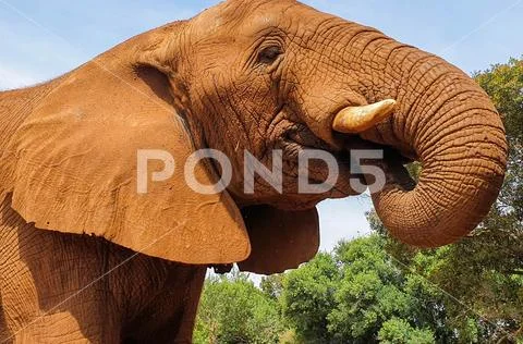 18 African Elephant close encounter sanctuary trunk Stock Photos