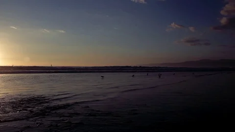 18 Birds in the Sand at Sunset 스톡 동영상 99596558