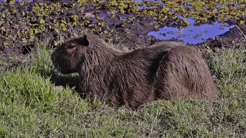 18 Capybara (Hydrochoerus hydrochaeris) rests lying on grass Stock Footage 80918008