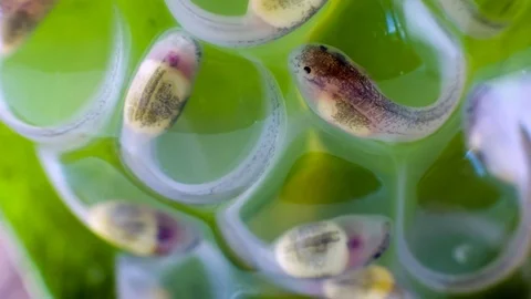 18 day old developing tadpoles of a glass frog (Espadarana sp.) Stock Footage 79938019