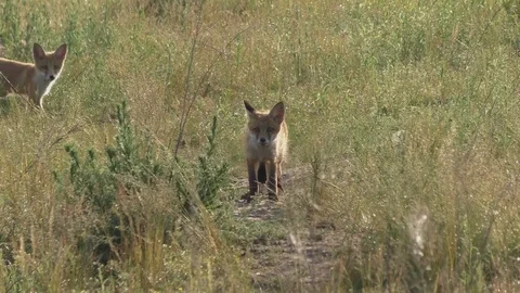 18 foxes are playing while expecting mom Stock Footage 115690902