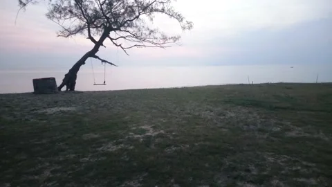 18 inclined tree with swing facing oceanic sunrise Stock Footage 145652188