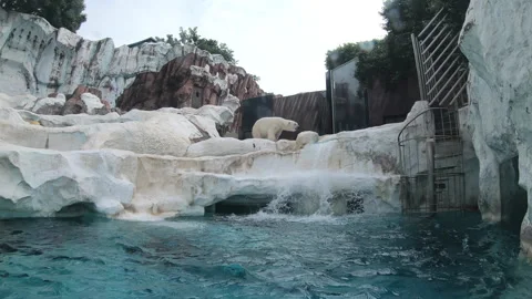 18 Polar Bear In Cage At Ueno Zoo Tokyo Japan Vídeo Stock 344650647