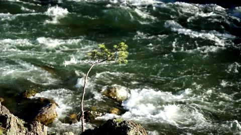 18 a small tree grows from stones near a stormy and mountain river Stock Footage 264103943