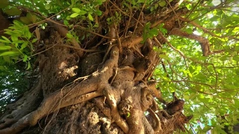 18 Tilt Down Shot of Giant Banyan Tree with Dense Branches and Textured Bark Stock Footage 313651382