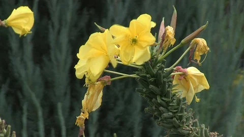18-yellow flower in the wind 库存影片 126999095