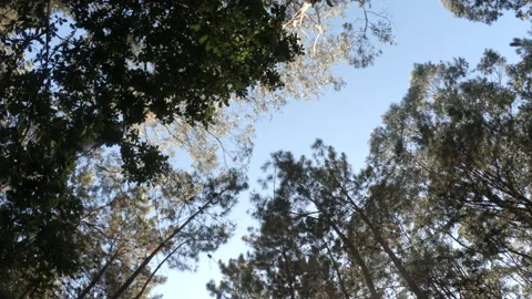 180 degree rotating shot in forest below tall trees, with fish eye effect Stock Footage 135423005