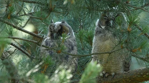 180° Head Rotation of a young long-eared owl, wildlife - Asio otus Stock Footage 112282571