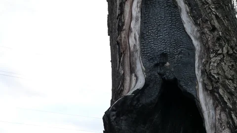 180 An infectious tree after a fire, charred black trunk, parasitized, dirty Stock Footage 124392782