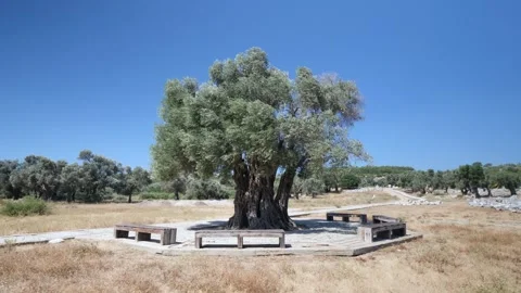 1800 year old olive tree Stock Footage 303489354