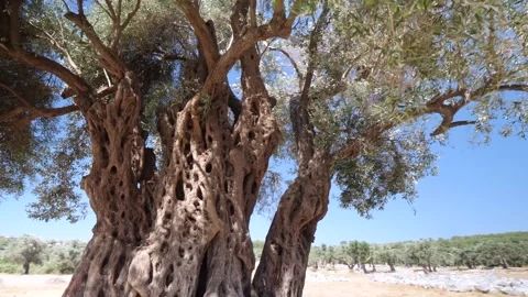 1800 year old olive tree Stock Footage 303489674