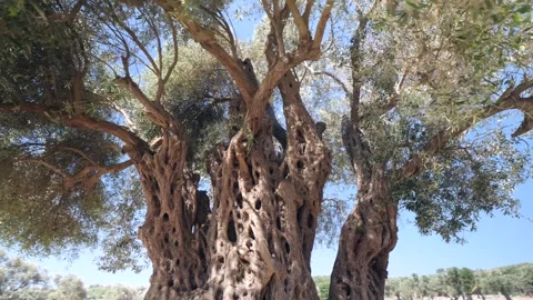 1800 year old olive tree Stock Footage 303490258