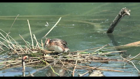 18.06.2026 - Great Crested Grebe Tends Its Nest – Geneva, Switzerland Stock Footage 338065378