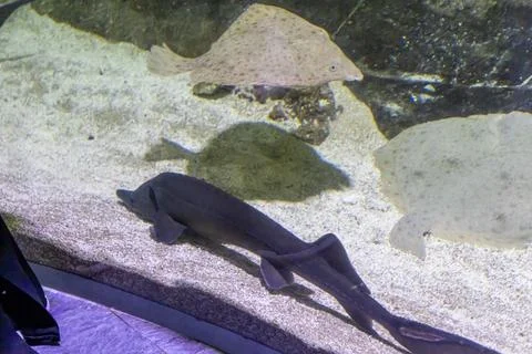 180A3263 Stock Photos