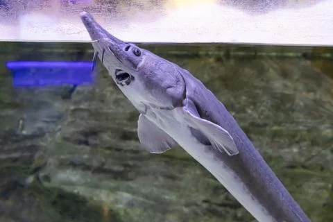 180A3269 Stock Photos