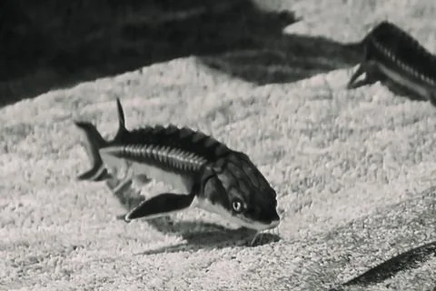 180A3281 Stock Photos