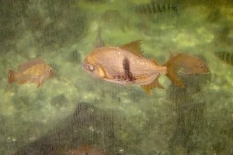 180A7375 Stock Photos