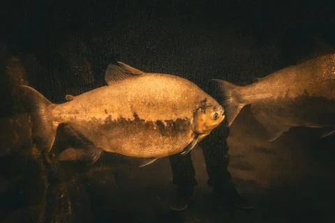 180A7394 Stock Photos