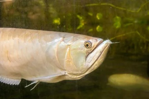 180A7409 Stock Photos