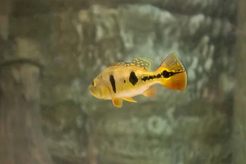 180A7422 Stock Photos