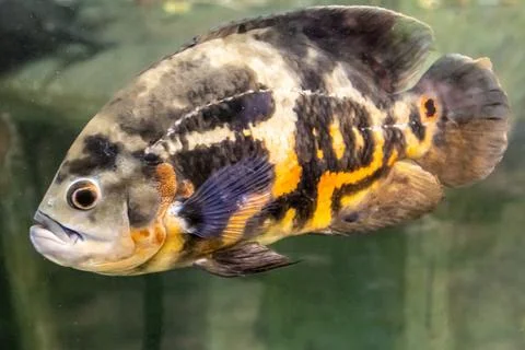 180A7434 Stock Photos