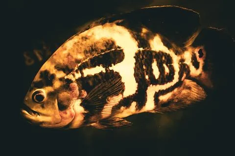 180A7441 Stock Photos