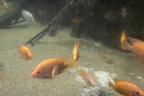 180A7444 Stock Photos