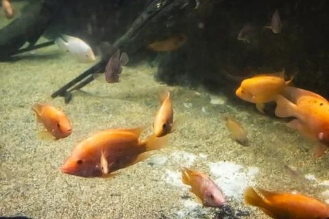 180A7450 Stock Photos