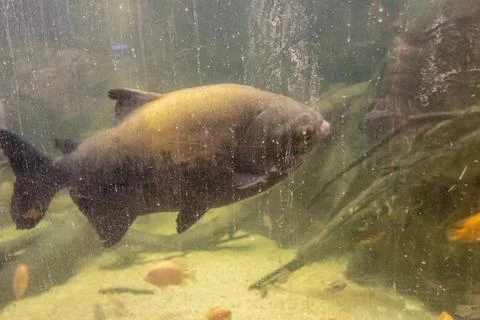 180A7459 Stock Photos