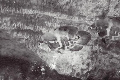 180A7490 Stock Photos