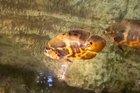 180A7491 Stock Photos