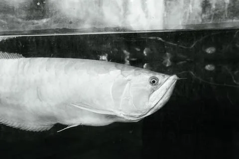 180A7495 Stock Photos