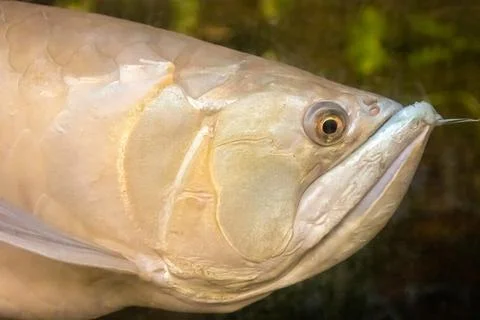 180A7500 Stock Photos