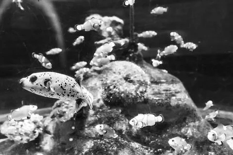 180A7537 Stock Photos