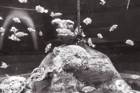 180A7550 Stock Photos