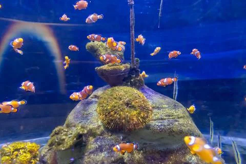 180A7560 Stock Photos