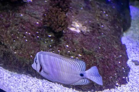 180A7567 Stock Photos