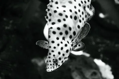 180A7578 Stock Photos