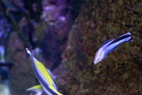 180A7581 Stock Photos