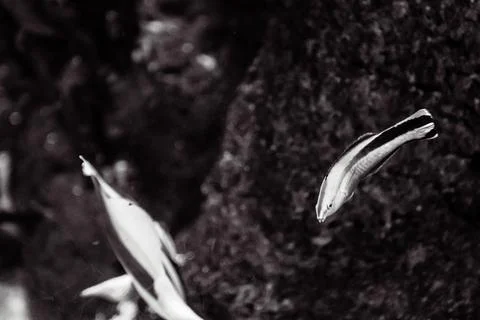 180A7582 Stock Photos