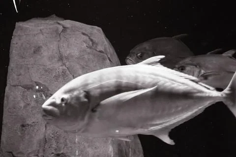 180A7593 Stock Photos