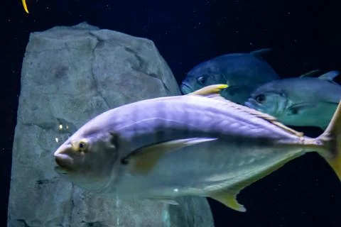 180A7594 Stock Photos