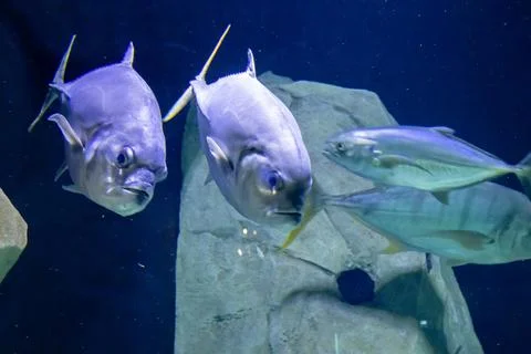 180A7595 Stock Photos