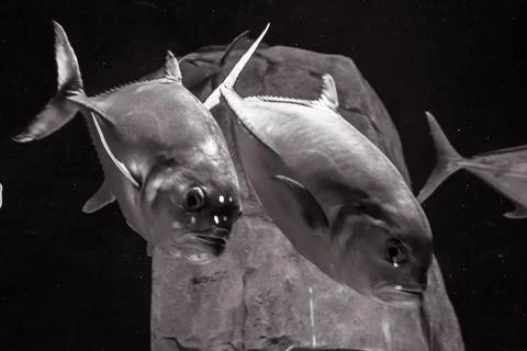 180A7601 Stock Photos