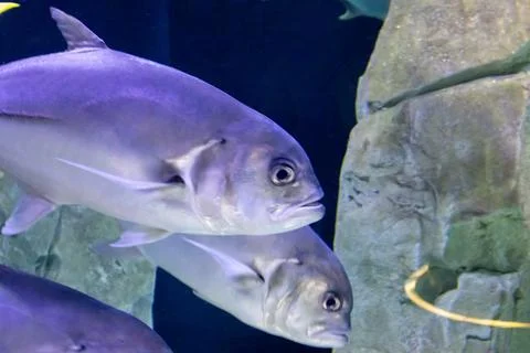 180A7604 Stock Photos