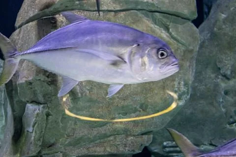 180A7607 Stock Photos