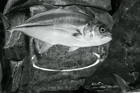 180A7610 Stock Photos