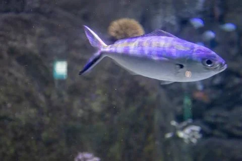 180A7614 Stock Photos